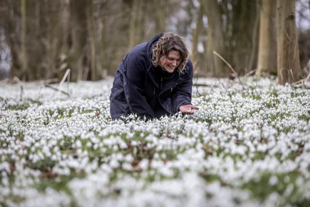Visitors can now view the galanthus nivalis (snowdrops), which are scattered around the grounds of Burton Agnes Hall. Photo courtesy of Lee McLean / SWNS