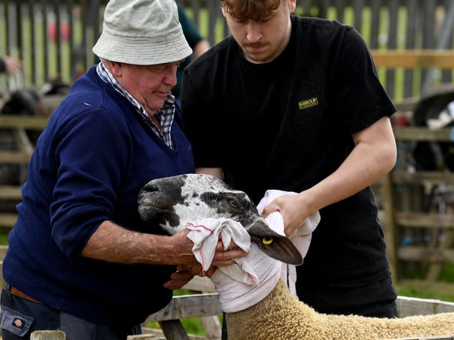 In the sheep pen