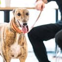 The dog-friendly areas will be on trial in selected cafes from Monday, October 30.