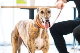 The dog-friendly areas will be on trial in selected cafes from Monday, October 30.