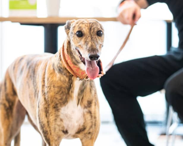 The dog-friendly areas will be on trial in selected cafes from Monday, October 30.
