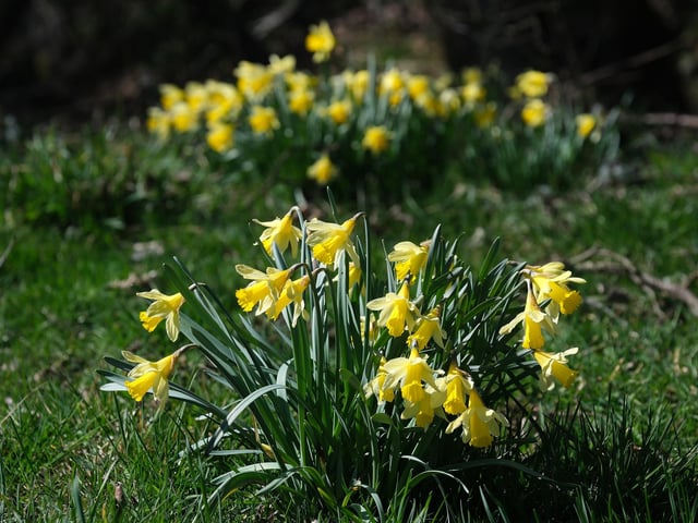 Beautiful daffodils