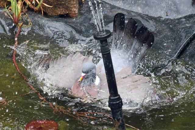 A wood pigeon takes a bath in a garden pond. Photo: David Graham