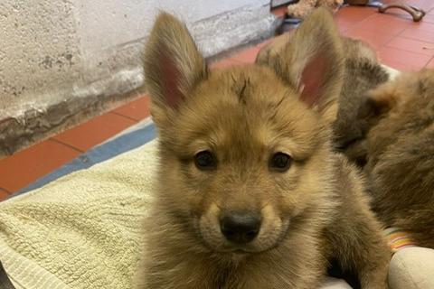Dolly is a nine-week-old German Shepherd Cross who came to the centre via an inspector with her sisters after their needs were not getting met. Dolly is a lovely, cheeky, playful and friendly puppy who will grow up to be a large breed dog. She is looking for adopters who are at home most of the time while she is still so young.