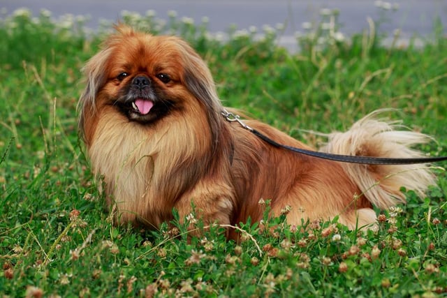 This breed of dog is calm, affectionate, outgoing and friendly. They are very loving and build strong bonds with their owners (Photo: Shutterstock)