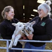 Humble Bee lambing days will be held at the Flixton farm in March
