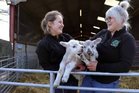 Humble Bee lambing days will be held at the Flixton farm in March