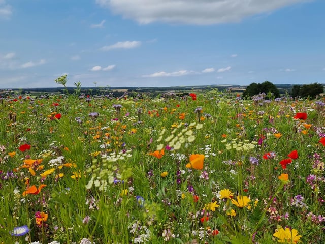 Wildflower meadow near Helmsley, by Nick Fletcher.