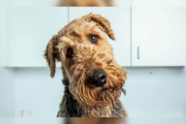 Pets can benefit from new years resolutions too, with Aldgate Vets in Bridlington advising how to keep pets healthy and happy in 2024. Photo courtesy of Aldgate Vets.