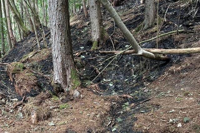 Part of the conservation woodland that caught fire