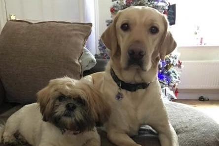 Jack and Lola posing together.