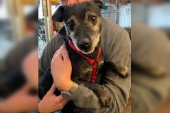 Spike is a eight/nine-year-old Patterdale Terrier who needs a new forever home with adults who are used to the breed. Spike is very affectionate with people but he is not very good with other dogs when he is on a lead. He would be best just with his own garden to exercise in rather than meeting other dogs while out for a walk on his lead.  Spike is indeed a lovely little character and deserves a home of his own. For further information, call Bob on 01947 810787.