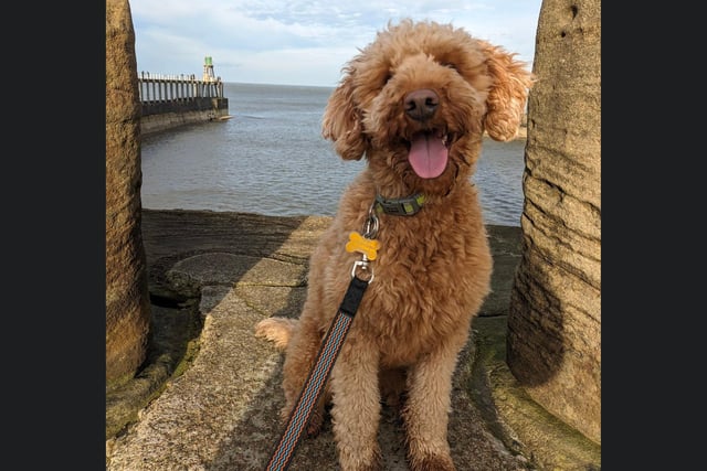 This smiling pooch was out enjoying the seaside!