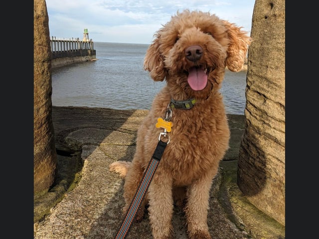 This smiling pooch was out enjoying the seaside!