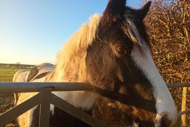 Shelagh E Wallace snapped this curious horse.