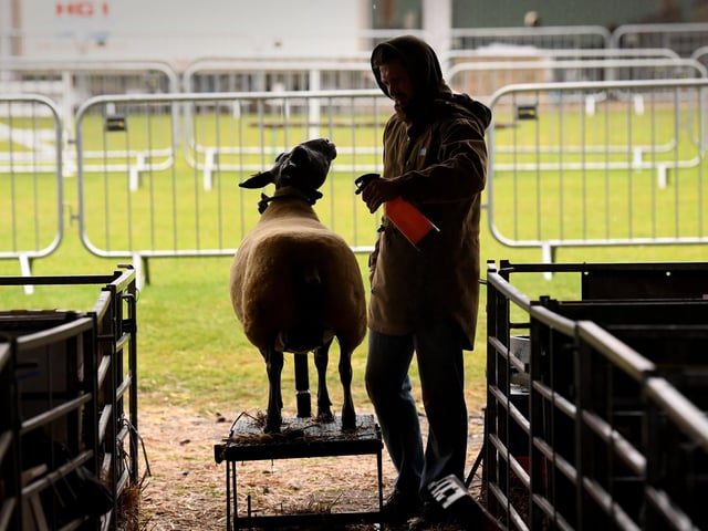 Sheep are prepared at the show