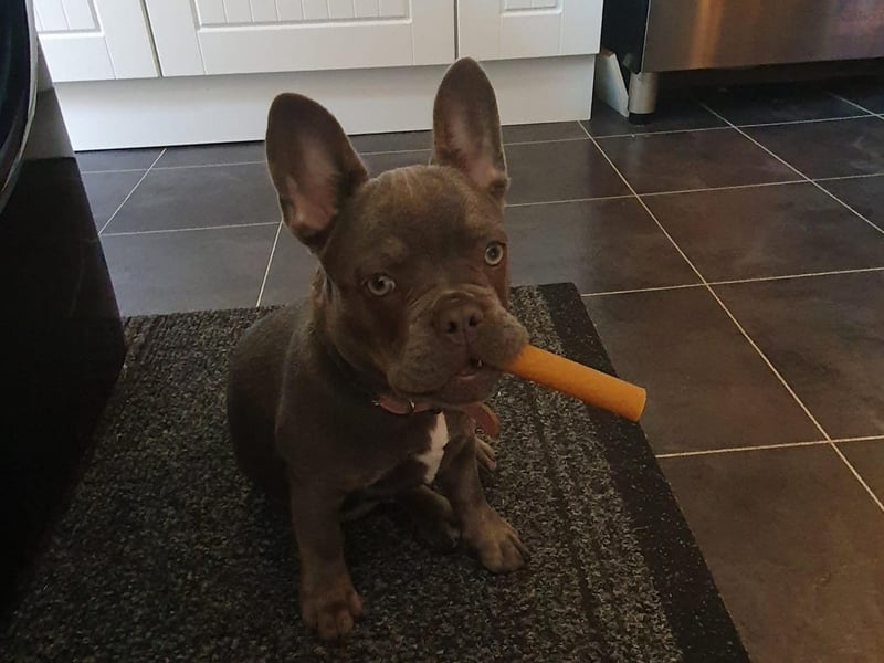 This is baby Belle, looking cute with a treat.