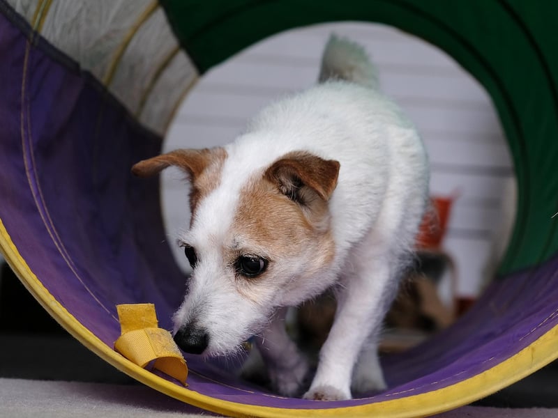 Within the indoor sensory garden, dog's can use their five senses. Laura said: "There's the sense of taste as they're chewing (the treats lying around), and a sense of smell, which are related. There's hearing as there's bird sounds playing in the background, as well as car sounds outside. There's lots of things for the dogs to see throughout the garden. There's also lots of different textures throughout the room for their sense of touch, and things for them to brush by."