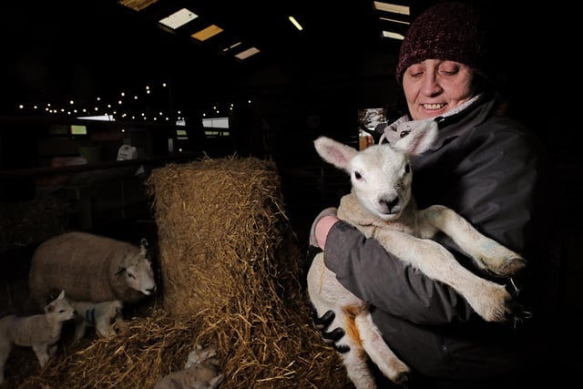 Shepherdess Jackie Smith with one of the lambs.