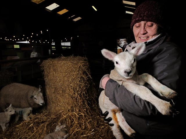 Shepherdess Jackie Smith with one of the lambs.