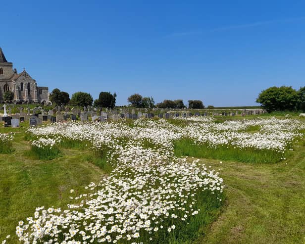 Flowers in the field at St Oswald's Church in Lythe, near Whitby.
