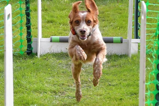 Entry for dogs is free, but standard admission charges apply for humans which includes access to the House, Gardens and Zoo.