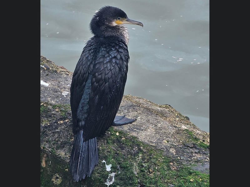 This incredible Cormorant is looking very regal on the seafront.