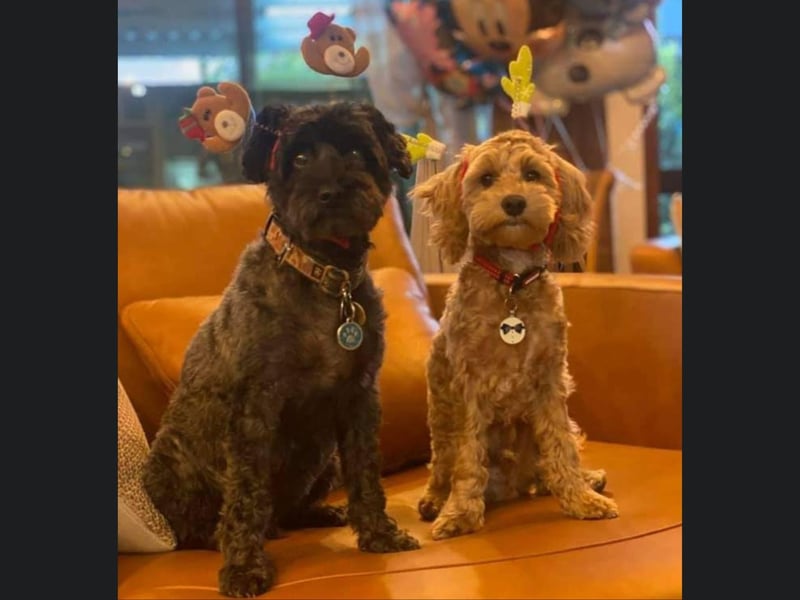 These two dogs from Whitby look so sweet in their Christmassy deely boppers.