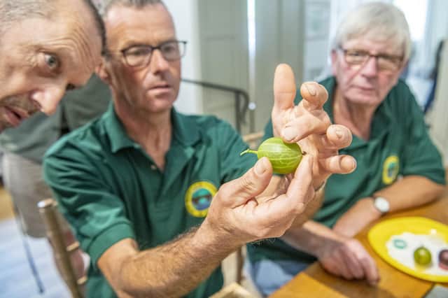 Graeme Watson inspects  a gooseberry showing signs of splitting at the weigh-in at Egton Bridge Gooseberry Show. 
Picture by Tony Johnson.
