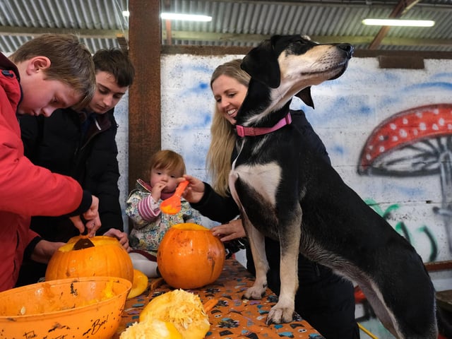 Four-legged friends are welcome at the farm