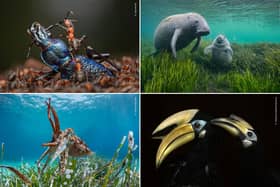 Wildlife Photographer of the Year