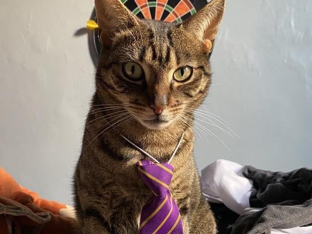 Tigger, looking very dapper!