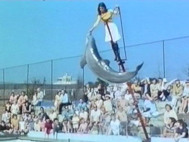 A dolphin show at Scarborough's Zoo and Marineland.