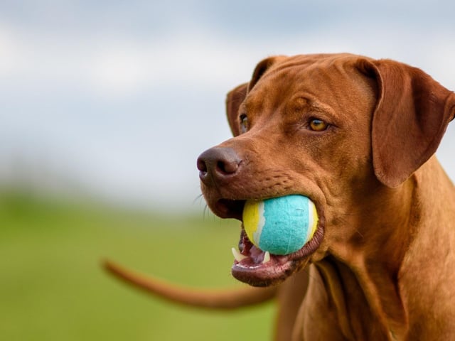 Lana playing fetch!