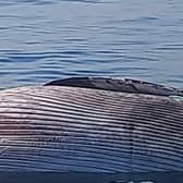 The whale was seen three miles offshore but later beached
