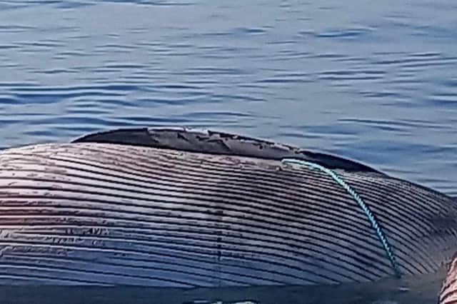 The whale was seen three miles offshore but later beached