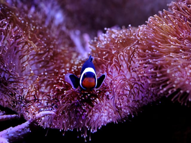 Beautiful species are everywhere at the centre