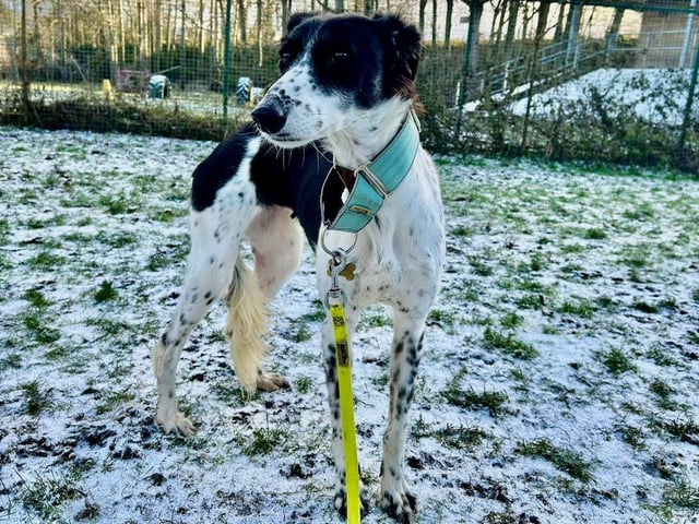 Domino is a five-year-old Saluki Cross who is a sweet girl that came to the centre via the local stray dog service. Domino is a shy girl and very nervous around people she does not know and unfamiliar surroundings. She is slowly coming out of her shell and has bonded well with the staff at the centre that are taking care of her. Lots of love and patience and Domino is now starting to realise that people are not all that bad after all. Domino will need patient adopters who will keep her safe while slowly building her confidence. Once Domino has bonded with you, she really is a very sweet girl who loves affection and spending time with her people.