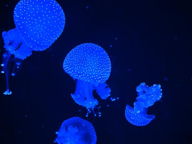 Floating jellyfish.