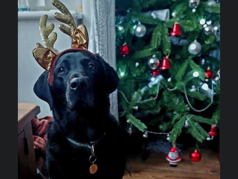 This Scarborough pooch looks fantastic in their sparkly reindeer antlers.