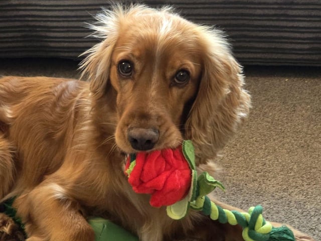 Bremner with his own Valentine's red rose!