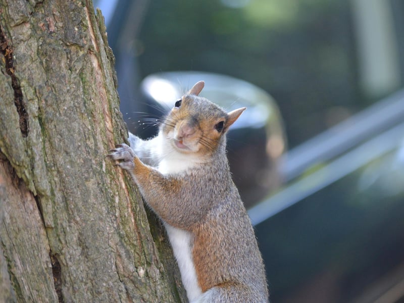 Squirrel at Pannett Park, by Norman Tennant.