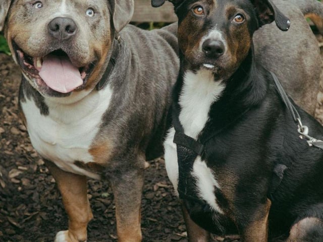 Fury and Doogal enjoying the outdoors.