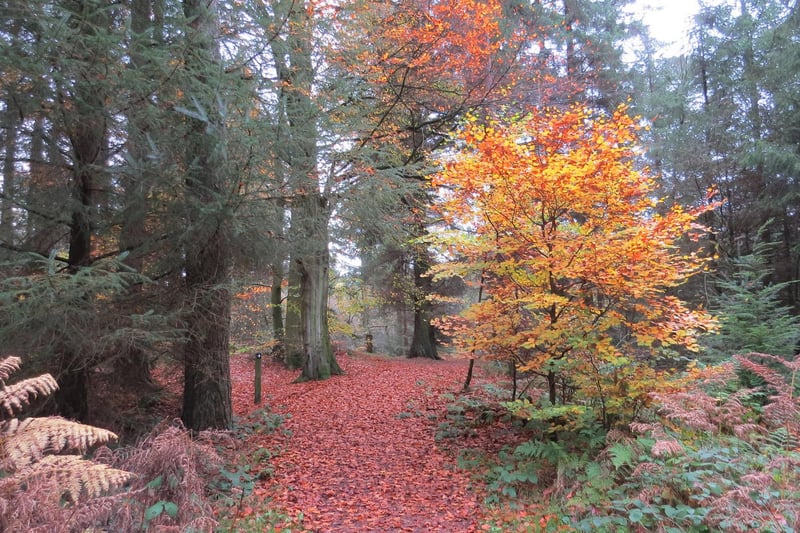 Autumn colours at Dalby Forest.