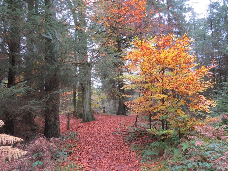 Autumn colours at Dalby Forest.