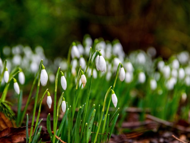 The hardy flowers have started to bloom.