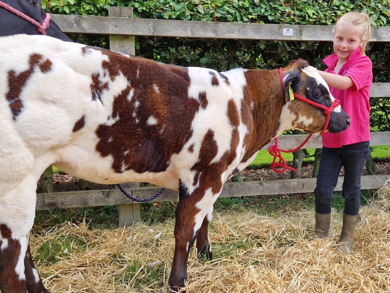 Thornton-le-Dale Show 2022; this young girl shows off her cow.