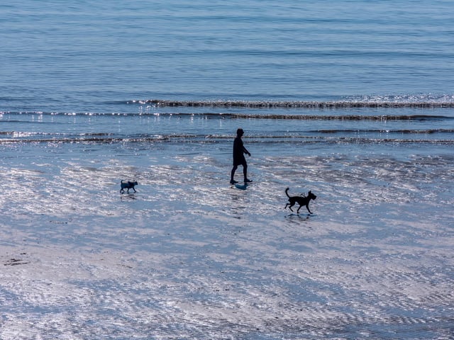 A lady walks her dogs along the South Shore Beach. Picture: James Hardisty. Date: 1st May 2025.