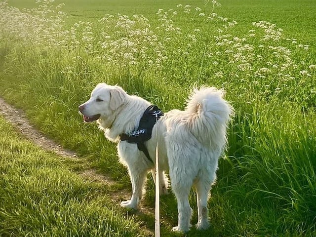 This picturesque pooch is Noah, who was rescued from Macedonia by Second Chance Dog Rescue. He now has a lovely life in Scarborough.