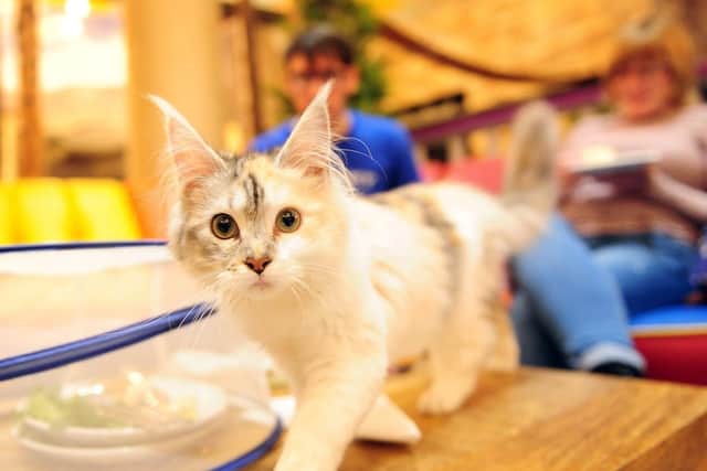 Kitty Cafe, Leeds. (Pic credit: Simon Hulme)